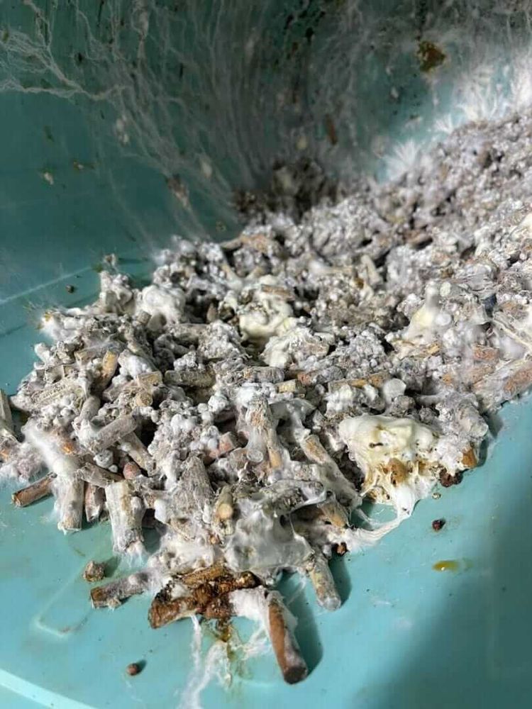 New bioremediation facility to treat cigarette waste from Tulum and Cancún - Photo 1