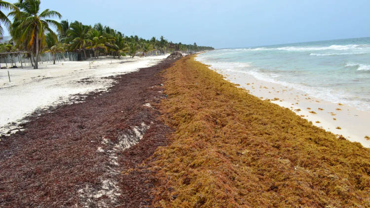 Sargassum in Tulum Is Surging and Locals Are Reaching a Breaking Point - Photo 2 Sargassum in Tulum Is Surging and Locals Are Reaching a Breaking Point - Photo 2