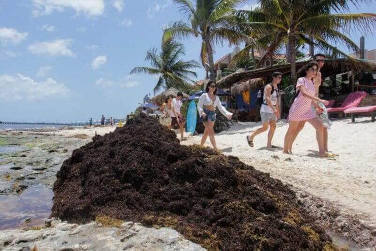 Sargassum in Mexico: Battling an Unwelcome Tide on the Caribbean Coast - Photo 10 Sargassum in Mexico: Battling an Unwelcome Tide on the Caribbean Coast - Photo 10