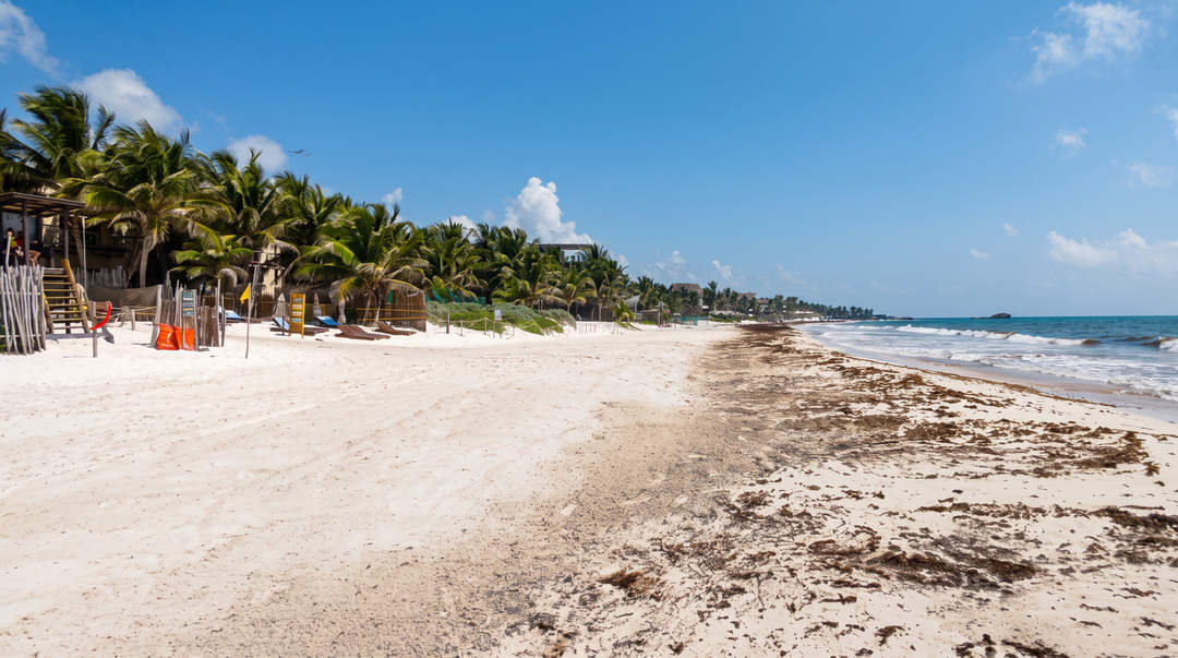 Crews haul sargassum off Tulum beaches. A study says 61 percent was sand