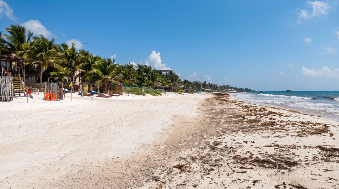 Crews haul sargassum off Tulum beaches. A study says 61 percent was sand