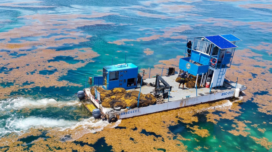 A blue and white vessel loaded with yellow sargassum seaweed operates in shallow turquoise water dotted with brown seaweed patches
