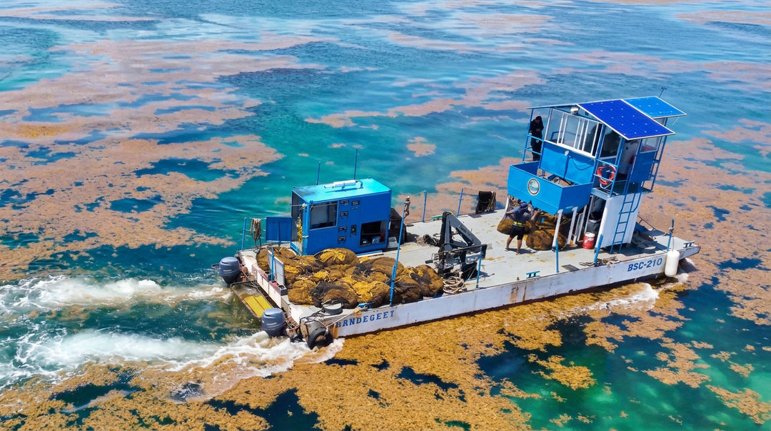Embarcación azul y blanca recolecta sargazo amarillo en aguas turquesa poco profundas de Quintana Roo, salpicadas de manchas cafés de la macroalga