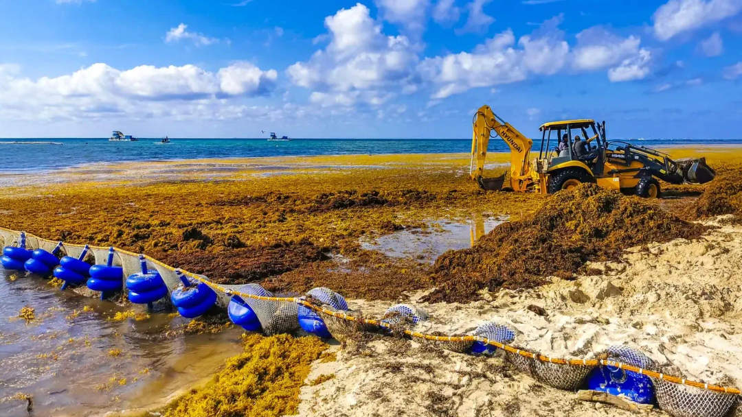 Quintana Roo Sargassum Split Reaches Tulum Shores