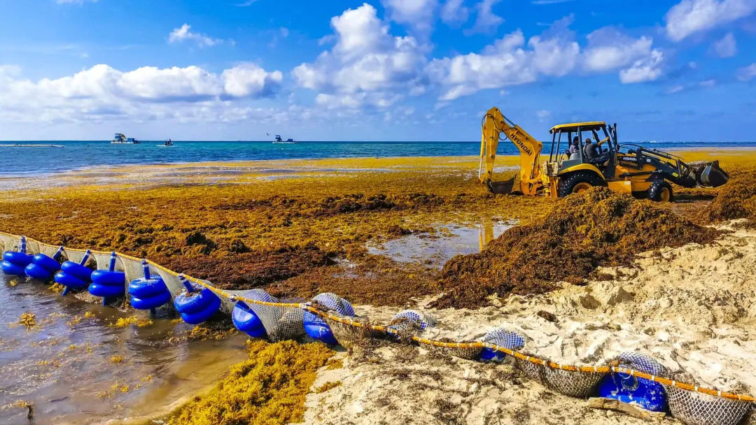 Quintana Roo Sargassum Split Reaches Tulum Shores