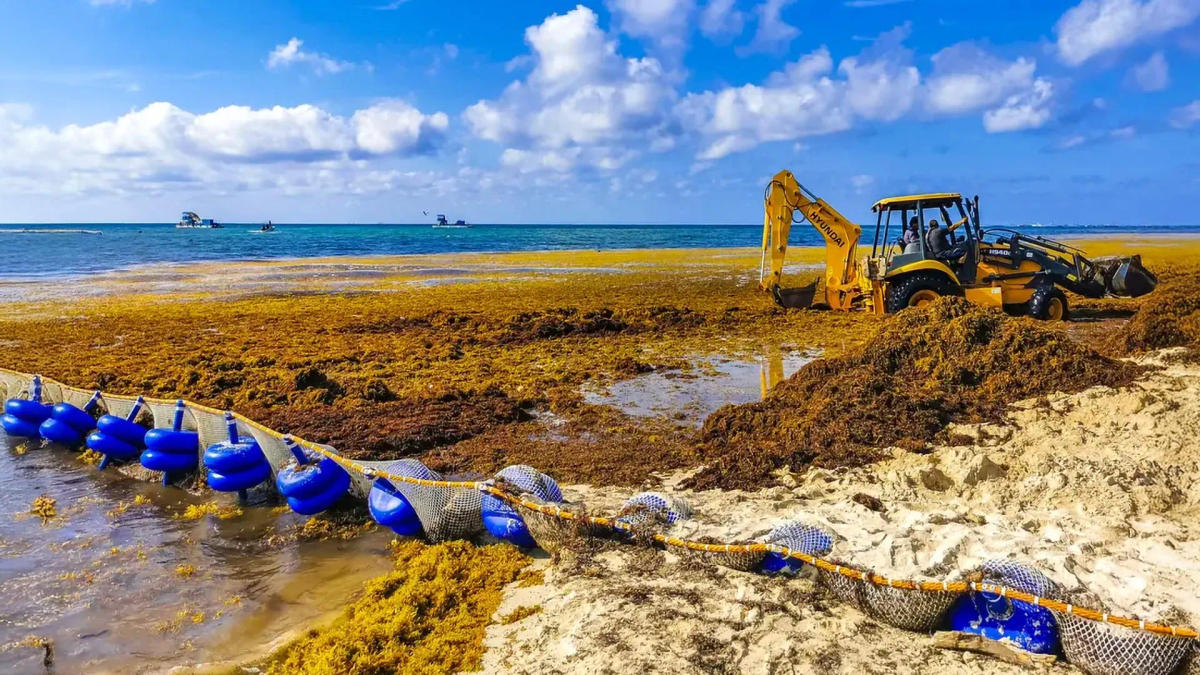 Quintana Roo Sargassum Split Reaches Tulum Shores