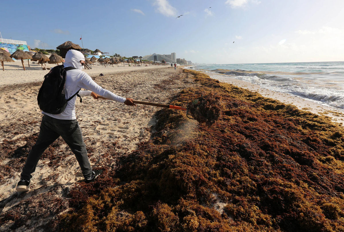 Quintana Roo Accelerates Sargassum Management With Federal Biorefinery Shift Quintana Roo Accelerates Sargassum Management With Federal Biorefinery Shift