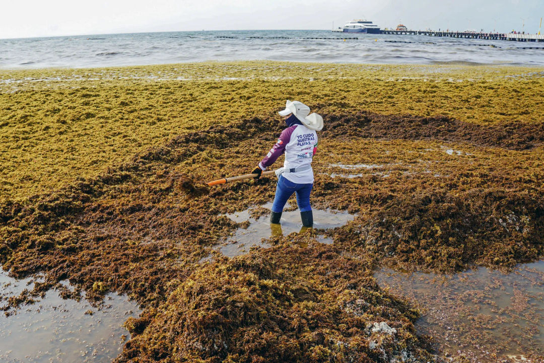 Sargassum Cleanup Workers Face Toxic Gas Exposure Sargassum Cleanup Workers Face Toxic Gas Exposure