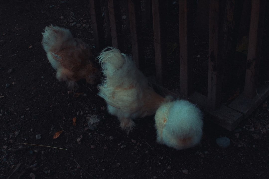 Bermain Sabung Ayam: Memahami Sejarah, Legalitas, dan Dampak Sosialnya