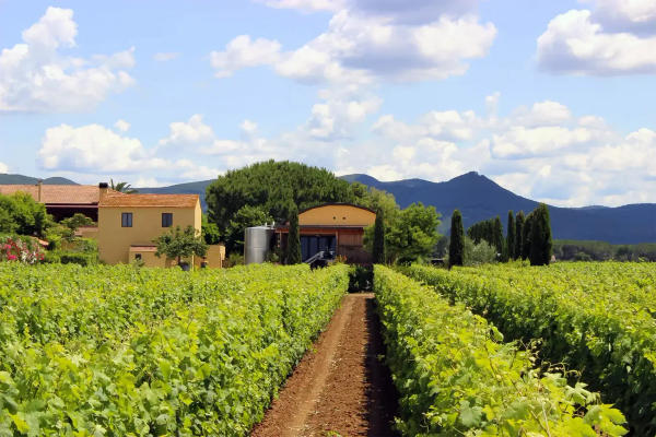 Dégustation de 4 vins exclusifs et visite d'une cave à Bolgheri
