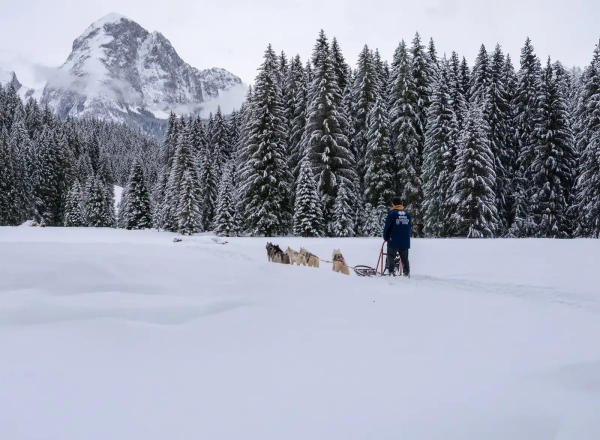 Dog-Sledding Adventure in the Snows of Val Comelico