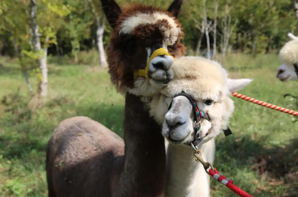 Passeggiata con alpaca e pranzo in provincia di Ferrara