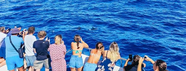 Croisière en catamaran avec observation des dauphins et plongée en apnée