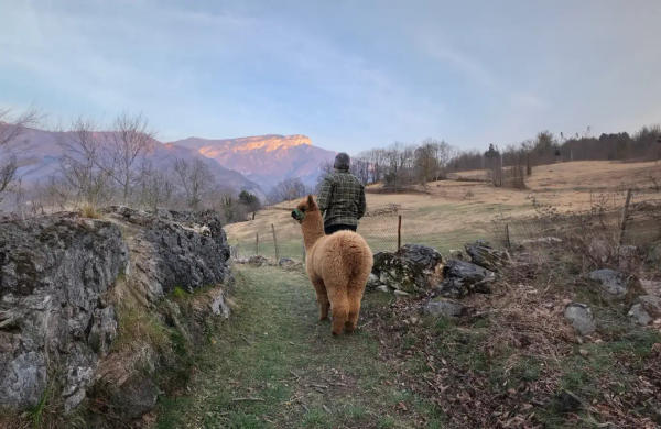 Passeggiata con alpaca in provincia di Vicenza