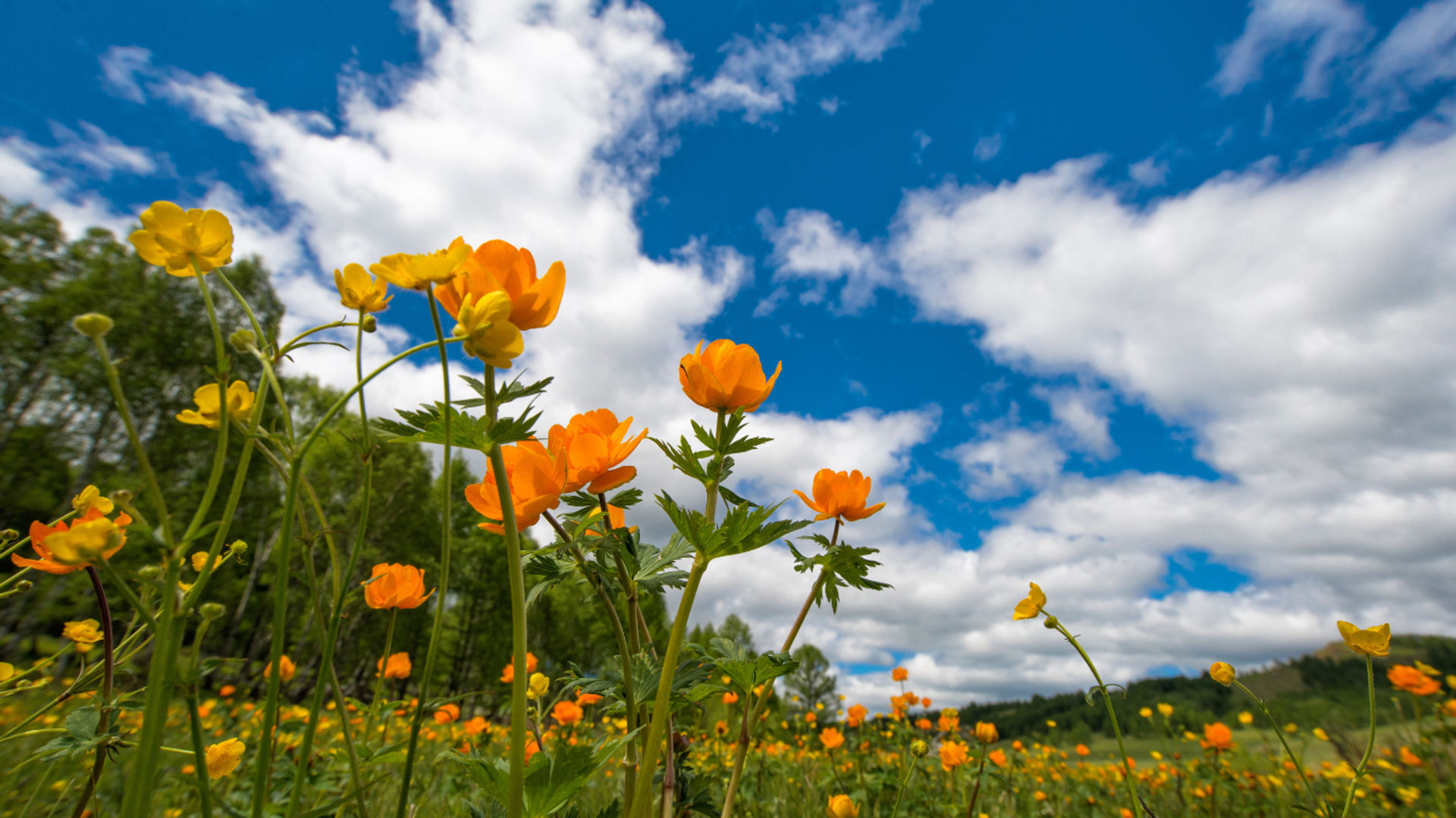 primavera