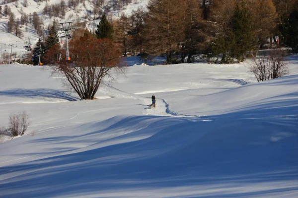 Sleddog: Musher für einen Tag in Sestriere mit Mittagessen
