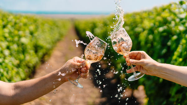 Visita in cantina, degustazione vini e picnic in vigna in Valpolicella