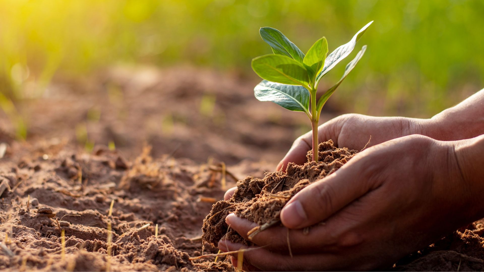 Hands lifting a seedling from the ground, reflecting the rise of regenerative businesses.