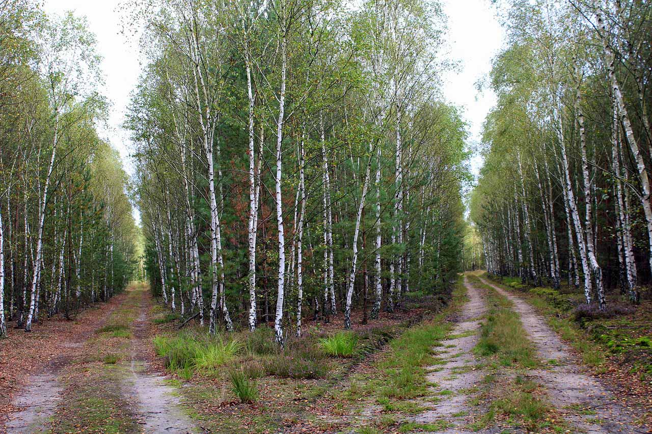 Crossroads in a birch forest.
