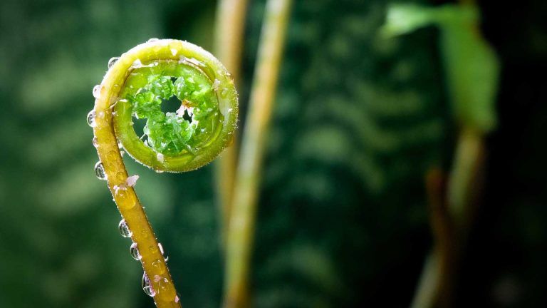 Koru - Regeneration spiral