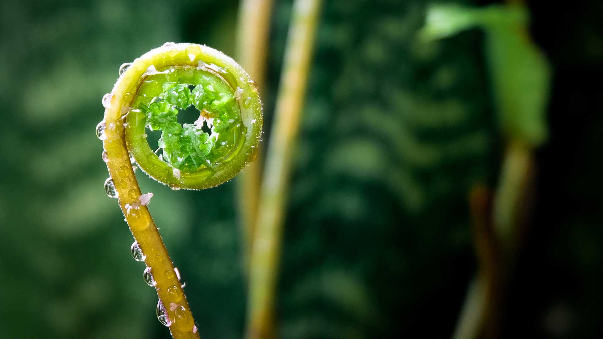 Koru - Regeneration spiral
