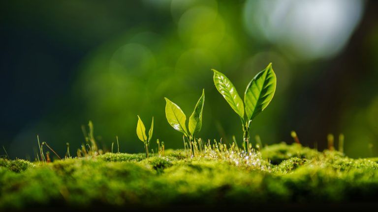 Plant Growth to symbolise regenerative approach to leadership