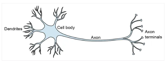 Neural Networks