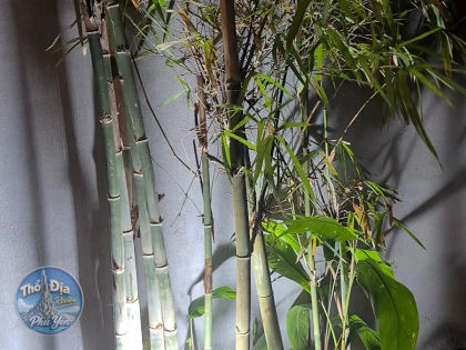 Ảnh trải nghiệm Dân - Cafe & Ẩm Thực (Celestar cũ) - Bún Dân Phú Yên