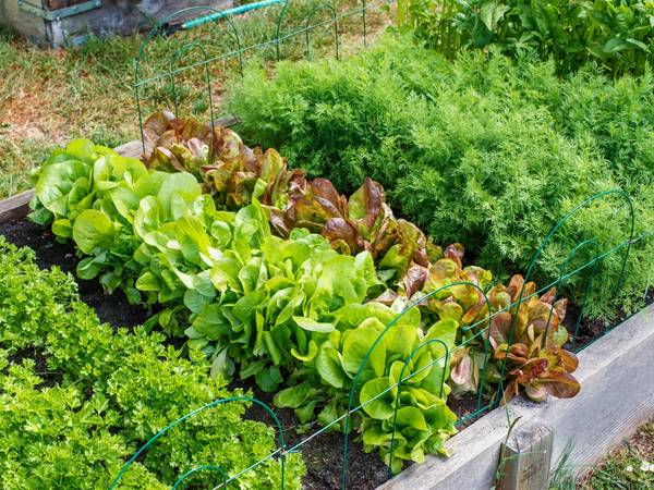 Urban Bush Sistah’s Community & Market Garden