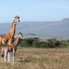 giraffe-1955126_640