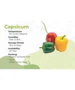 Safe Food Green Capsicum - High Quality Fresh Vegetables Tijarahub