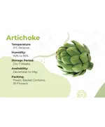 Artichoke - 30 Flowers - High Quality Fresh Vegetables