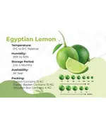 Safe Food Egyptian Lemon - High Quality Citrus Tijarahub