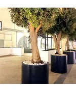 Pots - Handmade Polyester Stone Planters - Shaheen Farouk Designs - TijaraHub