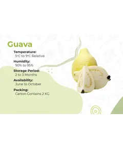 Safe Food Guava - High Quality Fresh Fruits Tijarahub