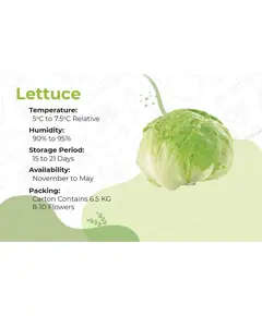 Lettuce - 6.5 kg - High Quality Fresh Vegetables