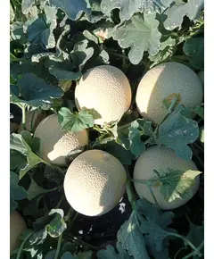 Safe Food Gallia Melon Cantaloupe - High Quality Fresh Fruits Tijarahub