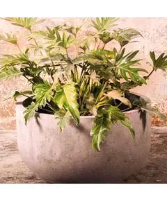 Pots - Handmade Polyester Stone Planters - Shaheen Farouk Designs - TijaraHub