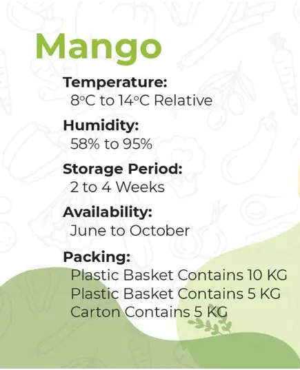 Safe Food Mango Zebda - High Quality Fresh Fruits Tijarahub