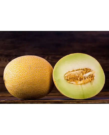 Safe Food Gallia Melon Cantaloupe - High Quality Fresh Fruits Tijarahub