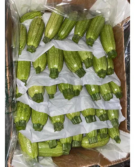 Safe Food Zucchini - High Quality Fresh Vegetables Tijarahub