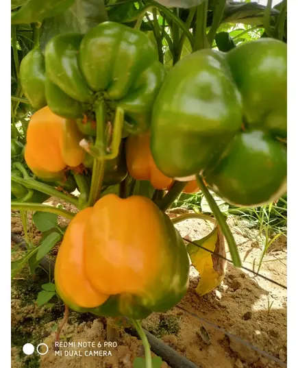 Safe Food Green Capsicum - High Quality Fresh Vegetables Tijarahub