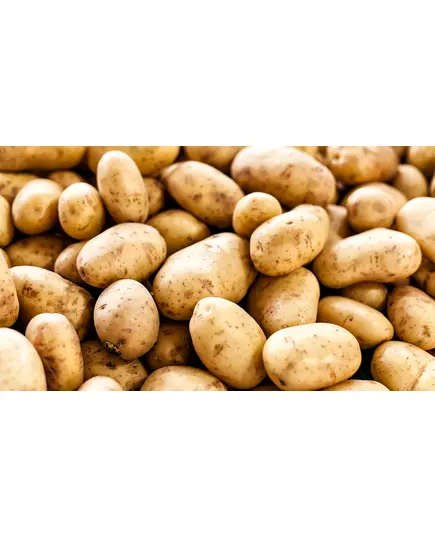 Safe Food Potatoes - High Quality Fresh Vegetables Tijarahub