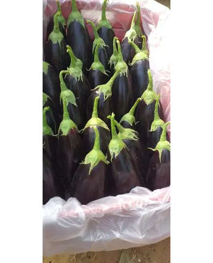 Black Egg Plant - 2 kg - High Quality Fresh Vegetables