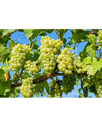 Safe Food Thompson Grapes - High Quality Fresh Fruits Tijarahub