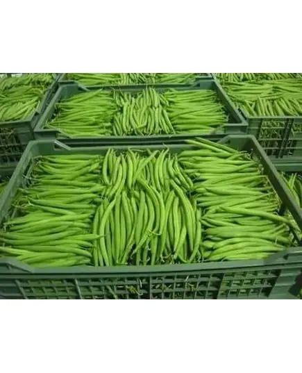 Green Bean - 4.5 kg - High Quality Fresh Vegetables