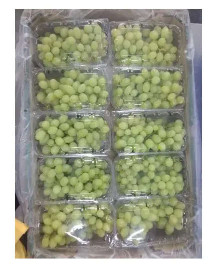 Safe Food Thompson Grapes - High Quality Fresh Fruits Tijarahub