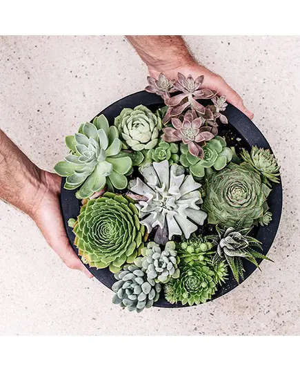 Alex Pot Fiberglass - Handmade - Wholesale - Outdoor Garden - Unique Pots & Plants - 15 ×30 cm TijaraHub