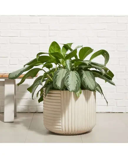 Cecilia Pot Fiberglass - Handmade - B2B - Home & Garden Decoration - Unique Pots & Plants - 90 × 80 cm TijaraHub