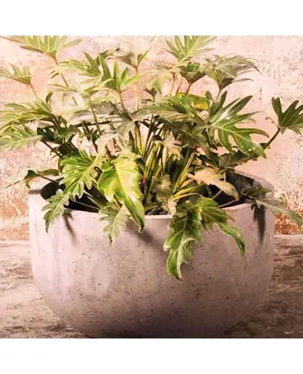 Pots - Handmade Polyester Stone Planters - Shaheen Farouk Designs - TijaraHub